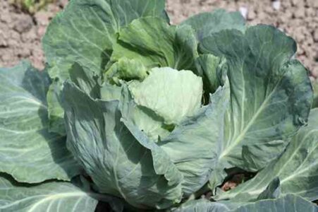 Country Lore: Stomping Out the Cabbage Maggot Image
